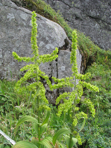 Photo By: Tim Howard. Photo taken: Essex County, NY on 25 July 2008